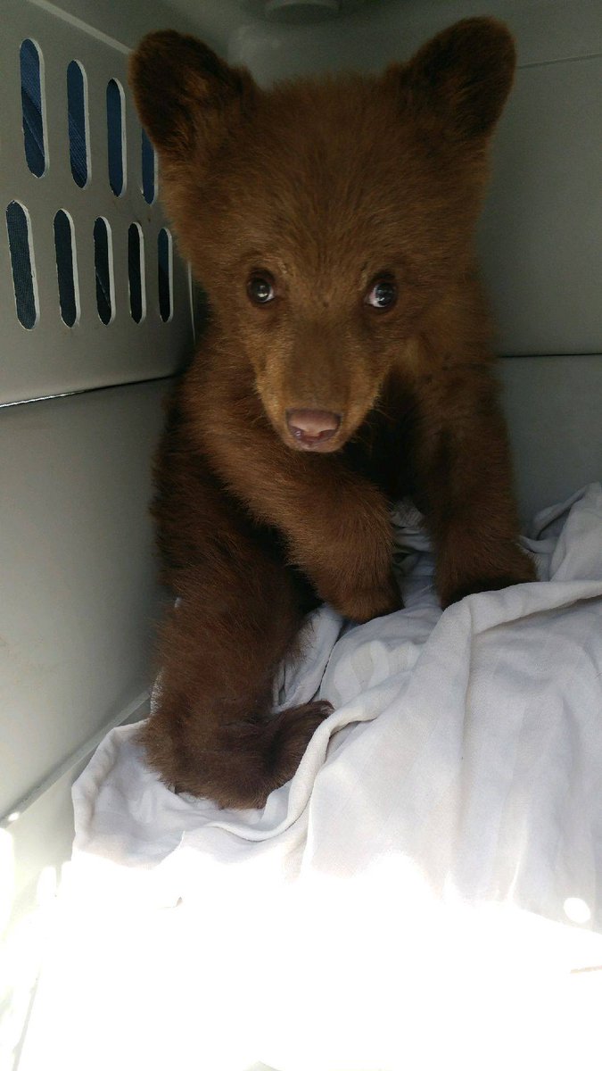 Terry Vogt Pa Twitter This Tiny Orphaned Black Bear Cub Was