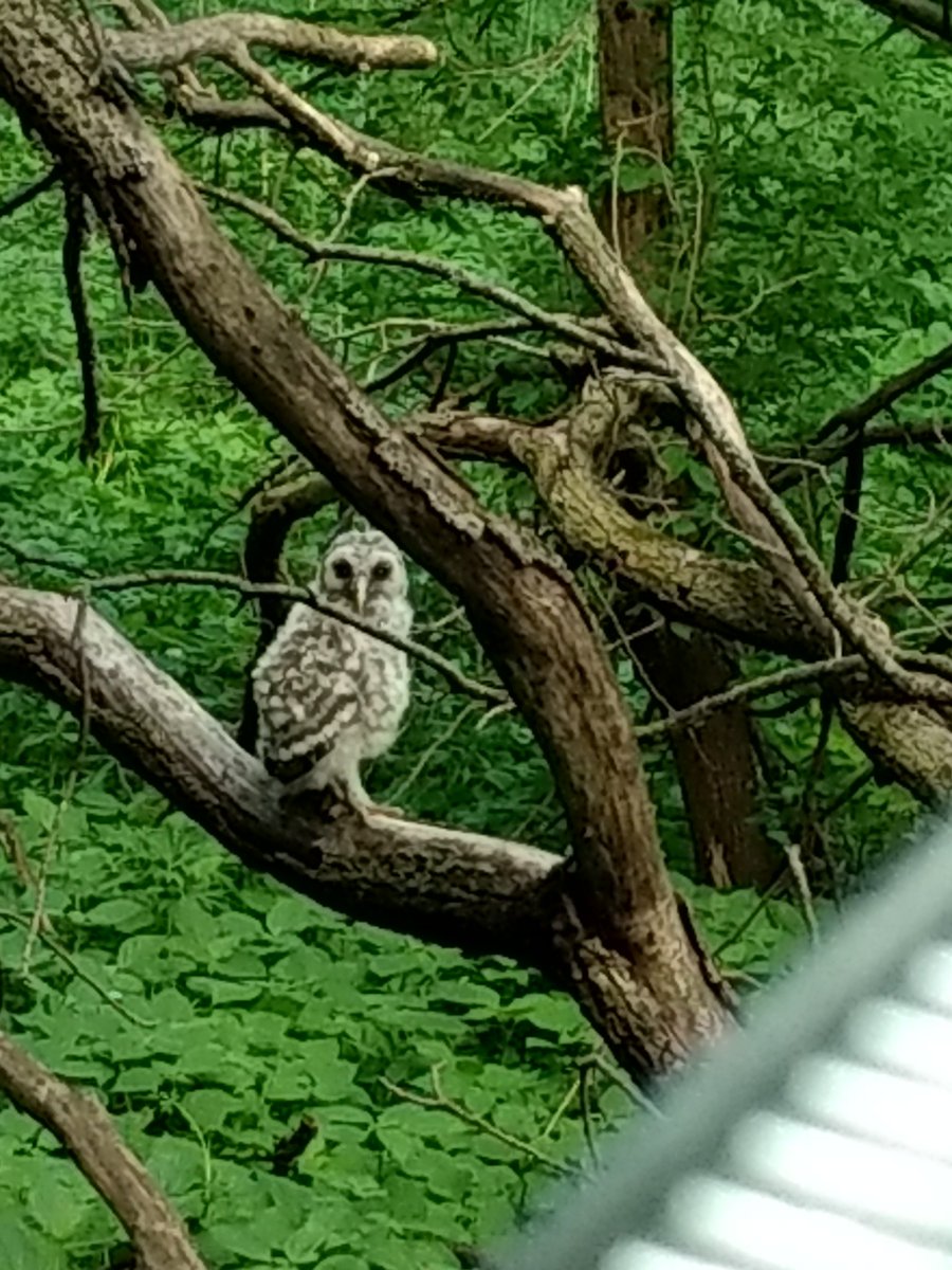 rdahlquist's tweet photo. #wsrbio 
When you find out an owl has been staring at you for the past 5min it comes as a suprise. https://t.co/PDzUWO41XY
