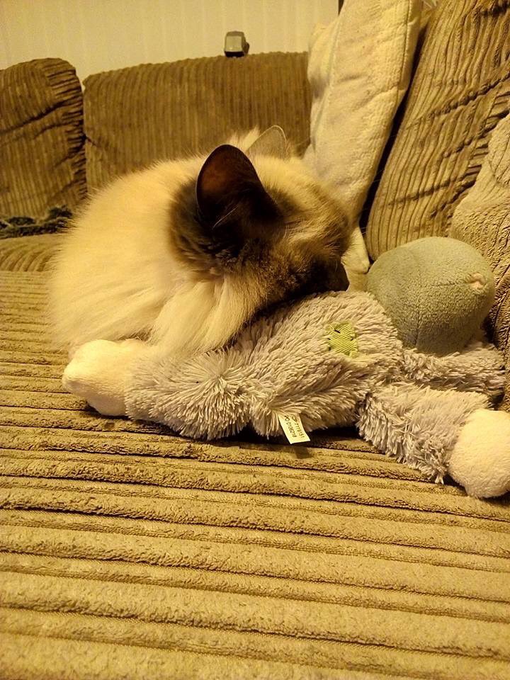 LoveCatJess's tweet photo. Am babysitting the dog’s toy.
#kindkitty https://t.co/gB2lXRX0n9