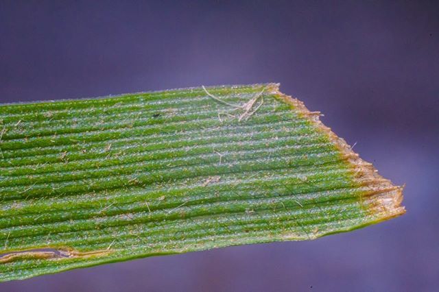 Daverig's tweet photo. Blade of grass #macro #grass #extensiontube #closeup #outdoor #nature
.
.
.
#theIMAGED #artofvisuals #global_hotshotz #igmasters #thecoolmagazine #feedbacknation #agameoftones #creativeunleashed https://t.co/qW8o3mYhnh https://t.co/HCUAv4tnCq