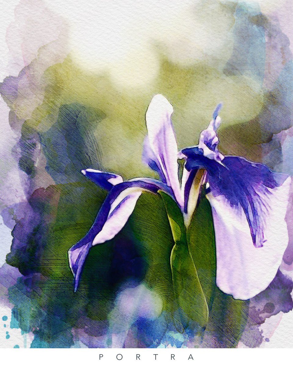 Satomi497 かきつばた 小雨背負いて 咲きにけり In Full Bloom In A Light Rain Japanese Iris Haiku 俳句 花 Satomi497 かきつばた 小雨背負いて 咲きにけり In Full Bloom In A Light Rain Japanese Iris Haiku 俳句 花