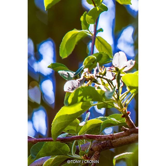 TonyJCronin's tweet photo. Spring Blooms.
#PentaxK3
#PentaxM200mm
#bokeh
#depthobessed
#yeg
#edmonton
#yegblog
#imagesofcanada
#nature_org
#nature
#mustbeedmonton
#yegers
#igyeg #igyegers
#yegphotographer
#urbanyeg
#exploreedmonton
#explorealberta🇨🇦#explorealberta
#explore
#urbanlife
#dailyvi… https://t.co/gjyCQ8ayKZ