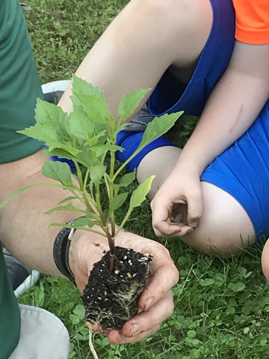 MrsMontemurro's tweet photo. Annuals? Perennials? Dahlia tubers? Expert landscaper Giles Vaughn & Walking Project sponsor provides tips for the beginning gardener๐บ #YardApes @SnisWalking https://t.co/de66ugyDAw