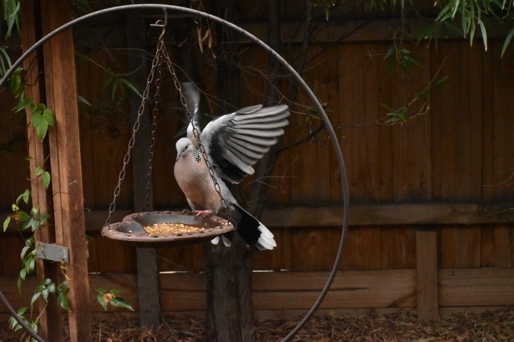A London Pigeon On Twitter Mt Emma Emasoota Spotted Doves