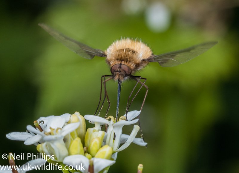 UK_Wildlife's tweet image. Beefly hovering while  feeding on a garlic mustard flower for todays #FridayFly

@flygirlNHM @DipteristsForum @NHM_Diptera
