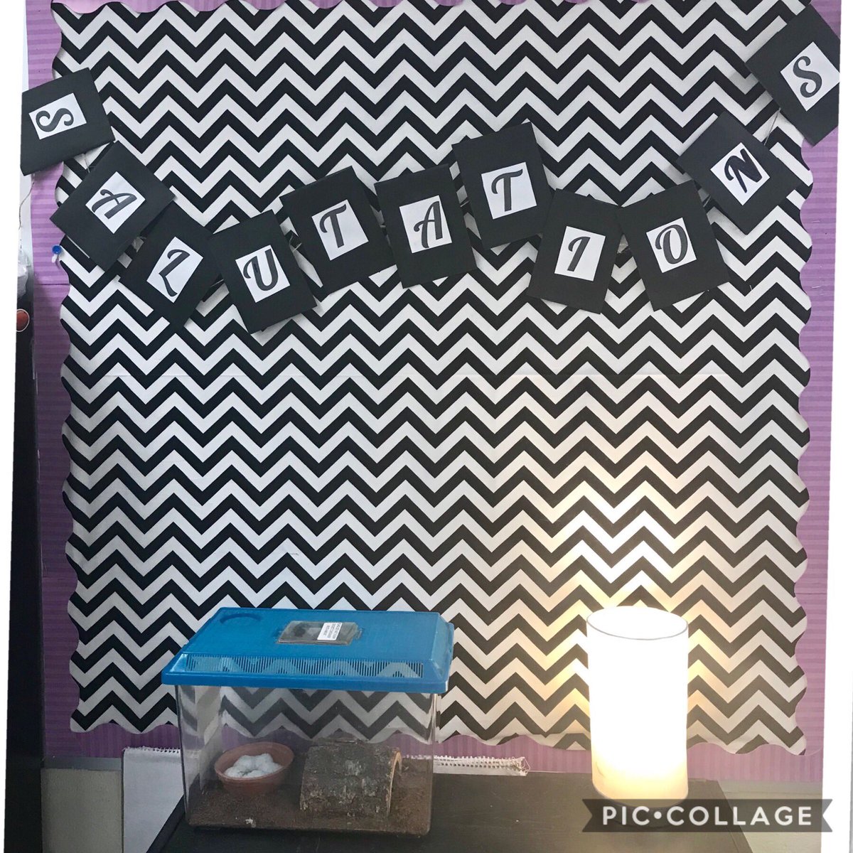 KNoyolaSTEM's tweet photo. Our friend has arrived🕷🕸 #Salutations #CharlottesWeb #3rdgrade #timberwildeinspired https://t.co/h6wktdTxbP