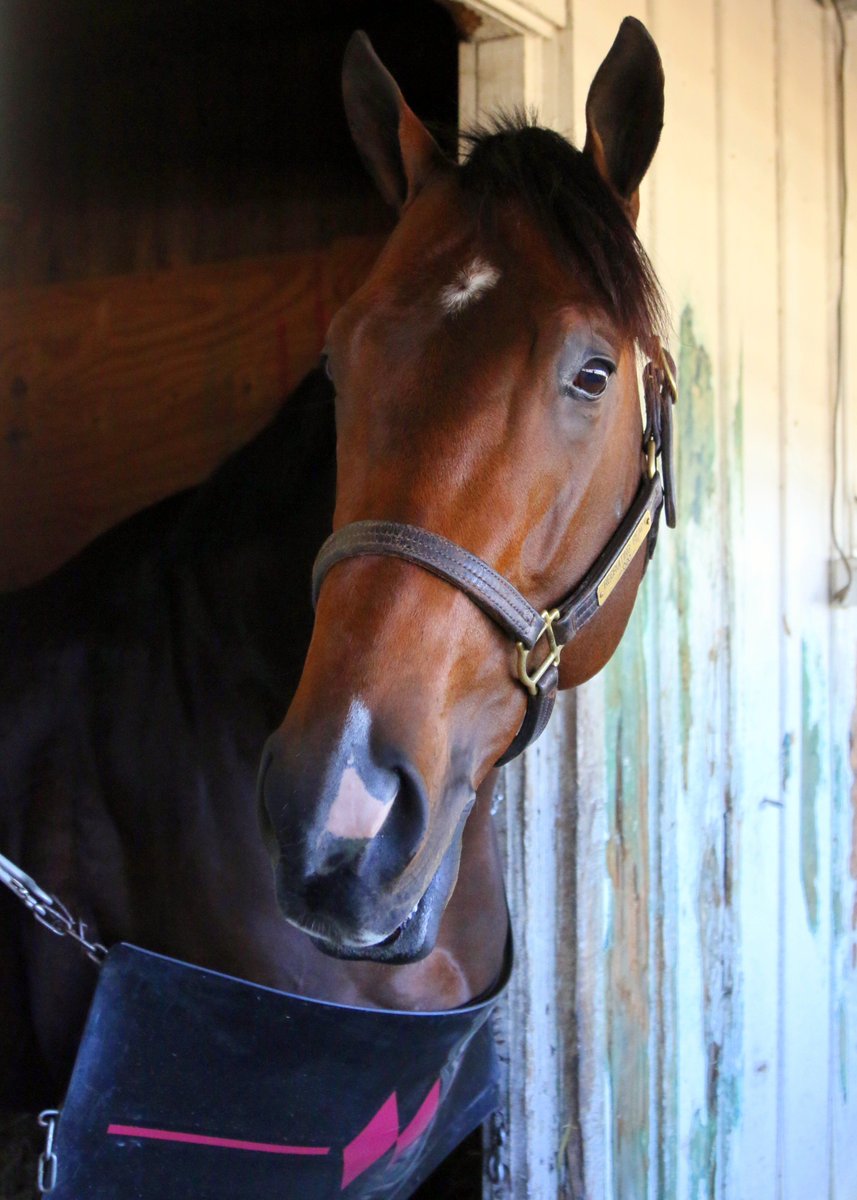 SagamoreRacing's tweet image. Recruiting Ready (Algorithms - Need) takes Race 3 at Belmont Park! @TheNYRA #RecruitingReady Replay to follow! #Everyday