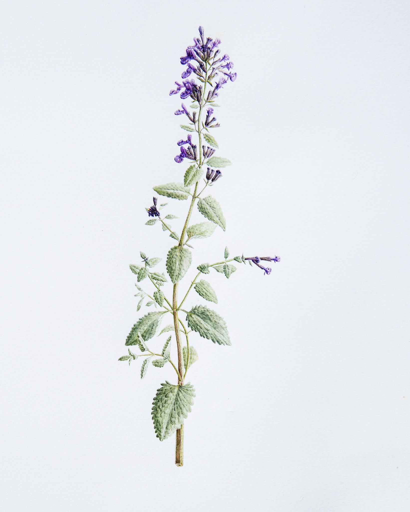 Catnip Plant Drawing