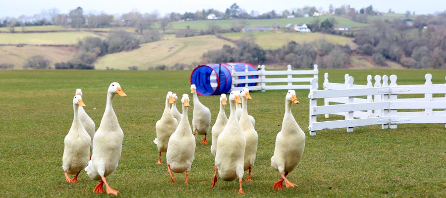 GaryBraim's tweet photo. @symonsweet @mt_edgcumbe @visitplymouth @DestinationPlym @britainsocean @ACFTeambuilding #Duckherding #Fun #Meorable #Events #teambuilding #Corporate #Unify https://t.co/hSPrWljuVe
