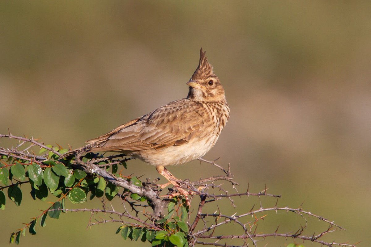 chiefchaff's tweet photo. Cemovsko polje, last destination for larks and many other nesting bird species, authentic steppe habitat and future #Natura2000 site but also last cancern of #Montenegro government https://t.co/l09N0yhnLO