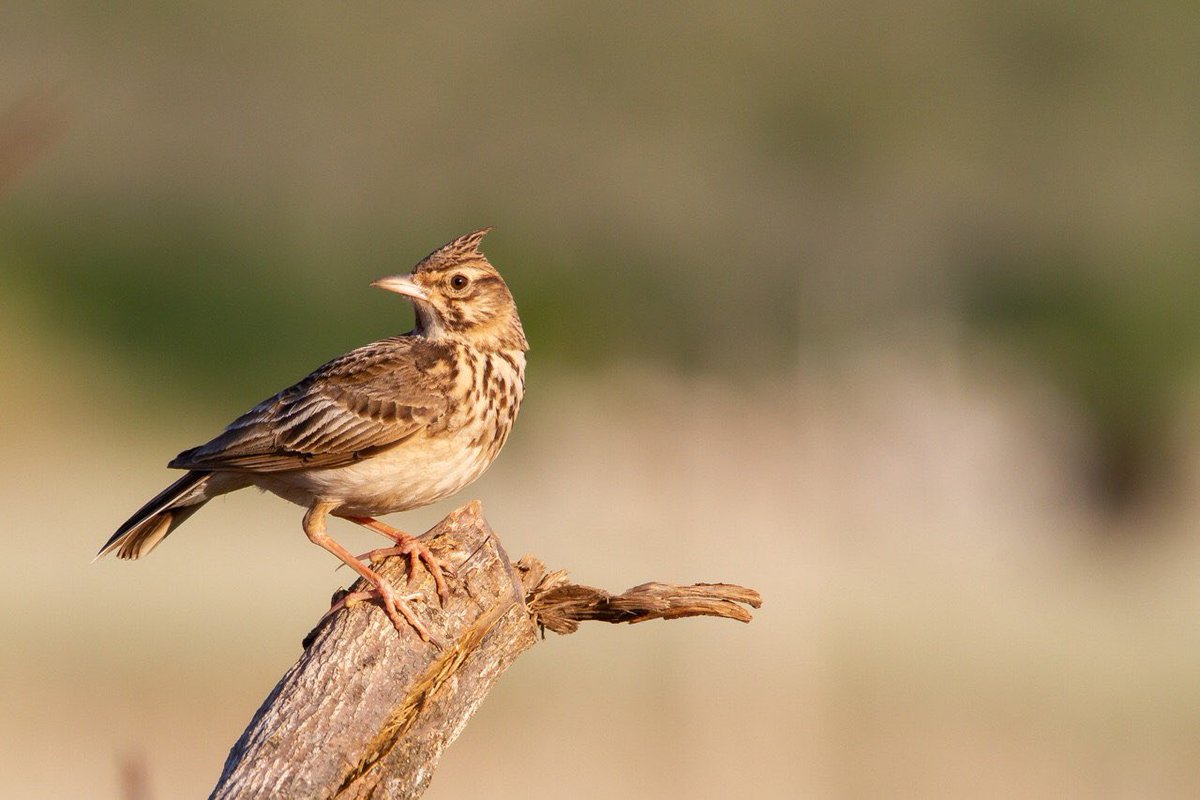 chiefchaff's tweet photo. Cemovsko polje, last destination for larks and many other nesting bird species, authentic steppe habitat and future #Natura2000 site but also last cancern of #Montenegro government https://t.co/l09N0yhnLO