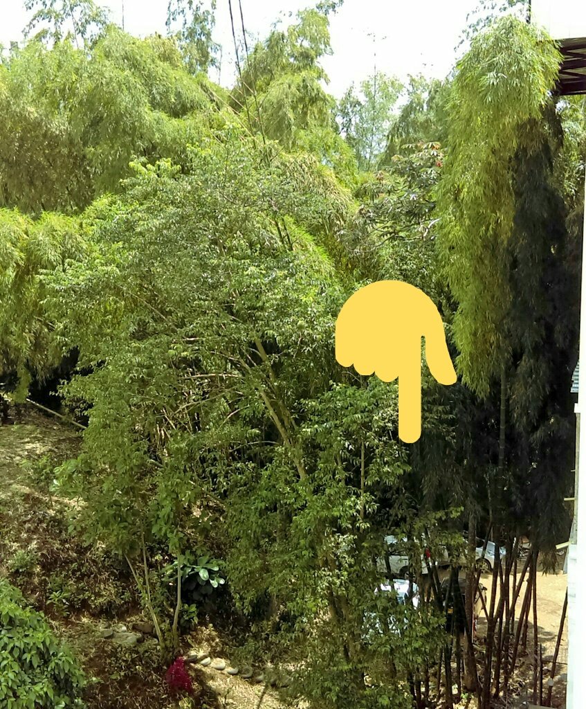 MarioRodasA's tweet photo. Para inventarse un parqueadero tumban un gradual! Asi de pierde la función ecológica de los suelos de protección del área urbana. Eso no estaba en el POT. LEY388/97. #EsoEsProgreso?@CarderRisaralda @PoliciaColombia @PGN_COL @PereiraGobierna #LoVeoMal https://t.co/KoQ5cVhFzf