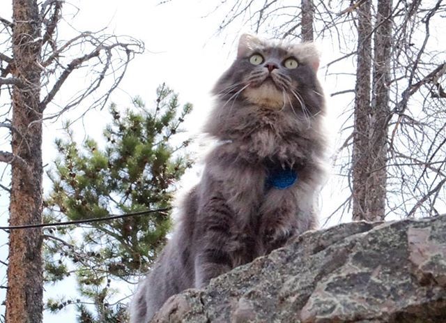 KitsuneSFC's tweet photo. Is that the weekend I see ahead? .
.
.
.
.
#thursdayvibes #nature #naturebathing #colorado
#thursday #cute #instacute #cutecat #cutekitty #instadorable #adorable #totesadorbs #precious #preciouskitty #preciouscat #adorablekitty #adorablecat https://t.co/4Lr8fwLqkQ https://t.co/z2QbIsdBGe