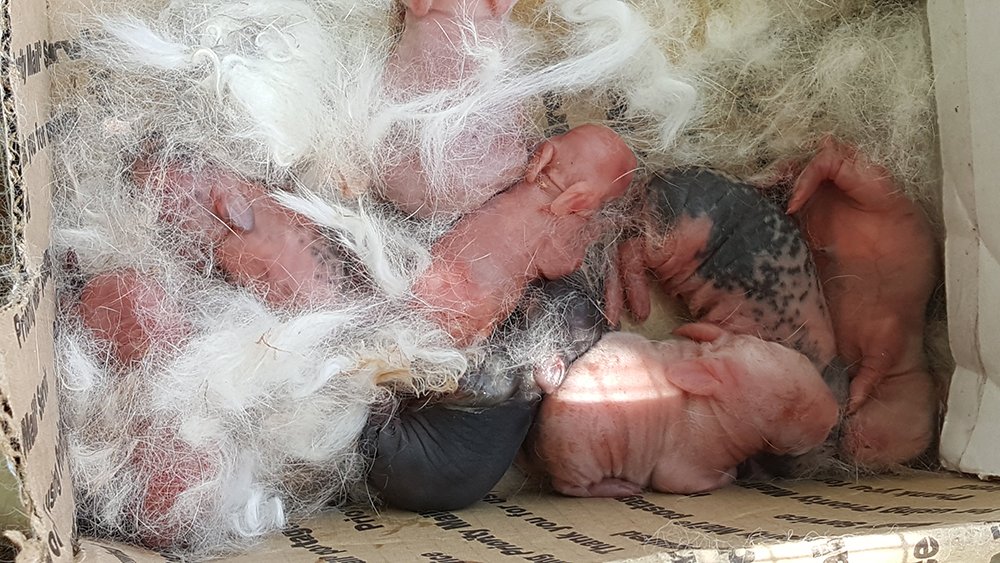 momsunleashed's tweet photo. Oh baby! We have bunnies!!!! One of our #newzealand #rabbits had babies today! #homesteading #homestead @2by2homestead https://t.co/gGb95Mcl66 https://t.co/NtN0c2PJfs