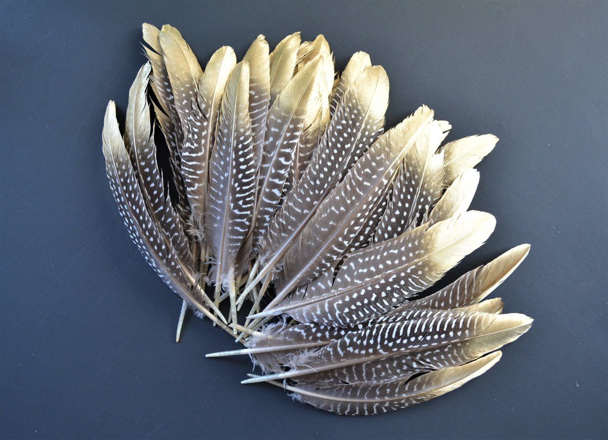 Stuffnfeathers's tweet photo. Thanks for the kind words! ★★★★★ "I purchased a custom order of feathers for my wedding table settings and I absolutely love, love them!! Not only is Stuffnfeathers a perfect resource for loose feathers, but working with them was even better!! " karyn r. https://t.co/YazWrXP4oO