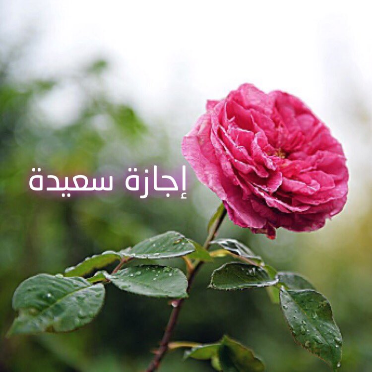 School_166's tweet photo. وانطوت متاعب عام دراسي كامل قال تعالى :﴿وما بكم من نعمةٍ فمن الله﴾ دعواتنا للجميع بإجازة تحفها الراحة والطاعة حفظكم الله أينما كنتم🌹 https://t.co/N8ZtweYSlO
