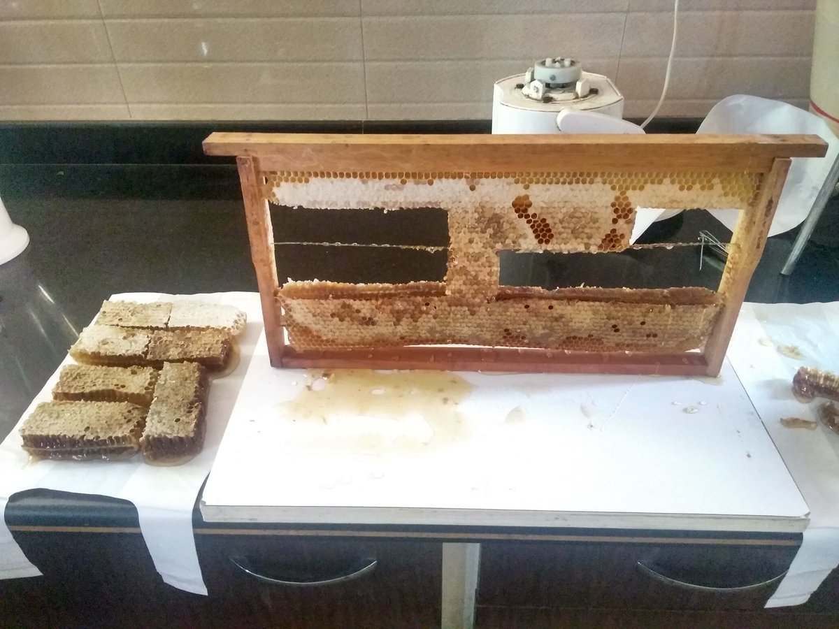 yash_apiary's tweet photo. #cutting #out #honeycomb #frame into #little #pices of #sweet #combhoney .. #bees #beekeepingindia #beekeeping 
#yashhoneyandapiaryproducts 
#Yashhoney #sweetrevolution #startupindia #startup in #gujarat https://t.co/RWq6YCN6L8