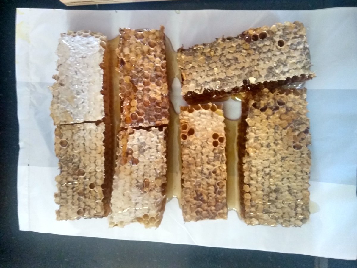 yash_apiary's tweet photo. #cutting #out #honeycomb #frame into #little #pices of #sweet #combhoney .. #bees #beekeepingindia #beekeeping 
#yashhoneyandapiaryproducts 
#Yashhoney #sweetrevolution #startupindia #startup in #gujarat https://t.co/RWq6YCN6L8
