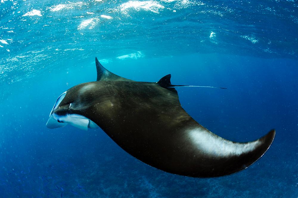 Bertarelli_fdn's tweet photo. Some incredible photos of #manta rays taken by Guy Stevens of the @MantaTrust on the latest @Bertarelli_fdn expedition to the Indian Ocean #BIOTscience https://t.co/sHwwD2O3KJ