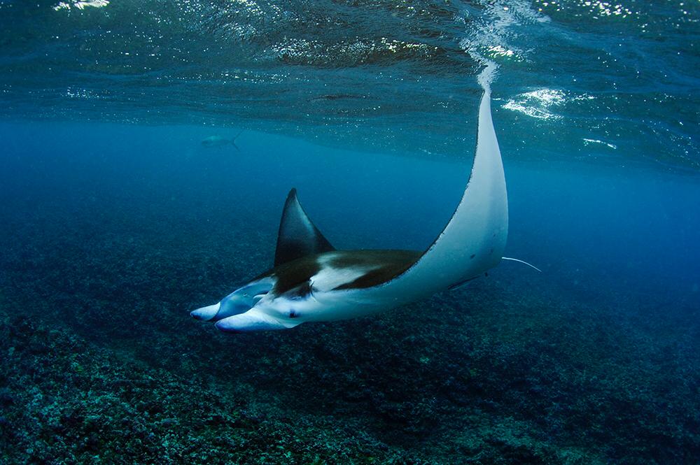 Bertarelli_fdn's tweet photo. Some incredible photos of #manta rays taken by Guy Stevens of the @MantaTrust on the latest @Bertarelli_fdn expedition to the Indian Ocean #BIOTscience https://t.co/sHwwD2O3KJ
