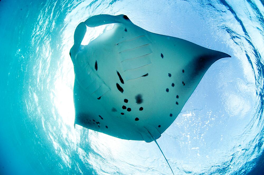 Bertarelli_fdn's tweet photo. Some incredible photos of #manta rays taken by Guy Stevens of the @MantaTrust on the latest @Bertarelli_fdn expedition to the Indian Ocean #BIOTscience https://t.co/sHwwD2O3KJ