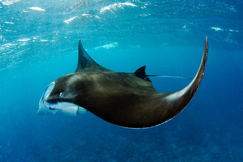 Bertarelli_fdn's tweet photo. Some incredible photos of #manta rays taken by Guy Stevens of the @MantaTrust on the latest @Bertarelli_fdn expedition to the Indian Ocean #BIOTscience https://t.co/sHwwD2O3KJ
