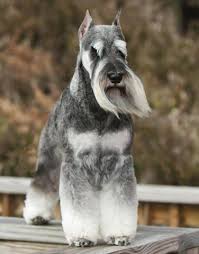 DogStars34's tweet photo. Grooming Done Right! @DogStars34 Bradenton Fl! https://t.co/zCli81DxxJ