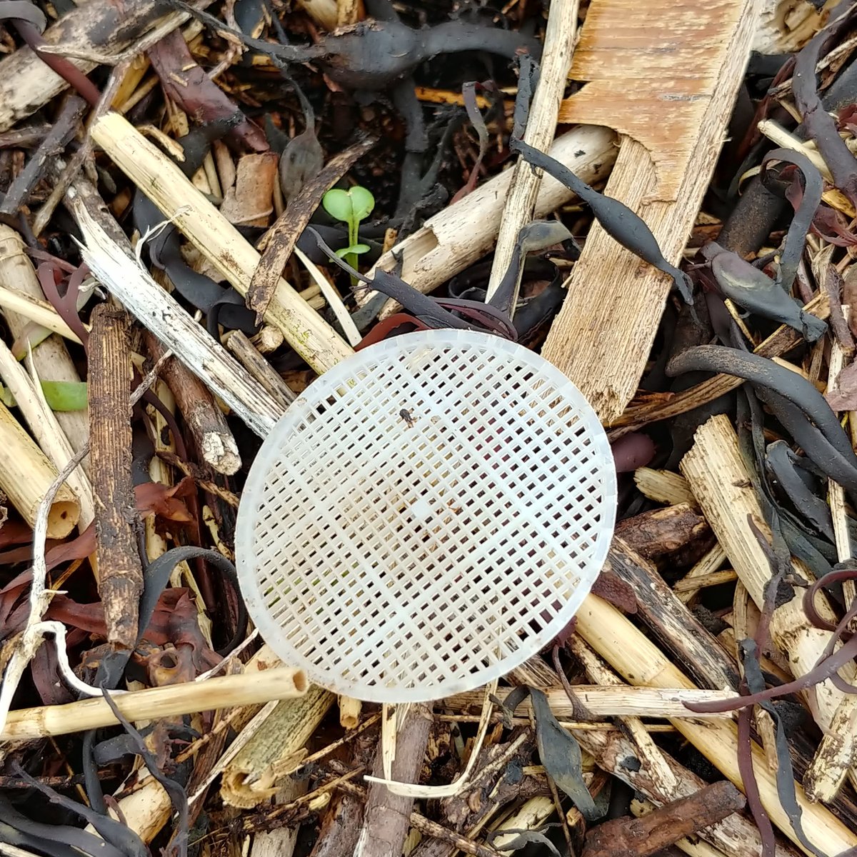 BlueOceanSoc's tweet photo. Hooksett disk on Star Island #Hooksettdisk #cleanup https://t.co/urnnIakawk