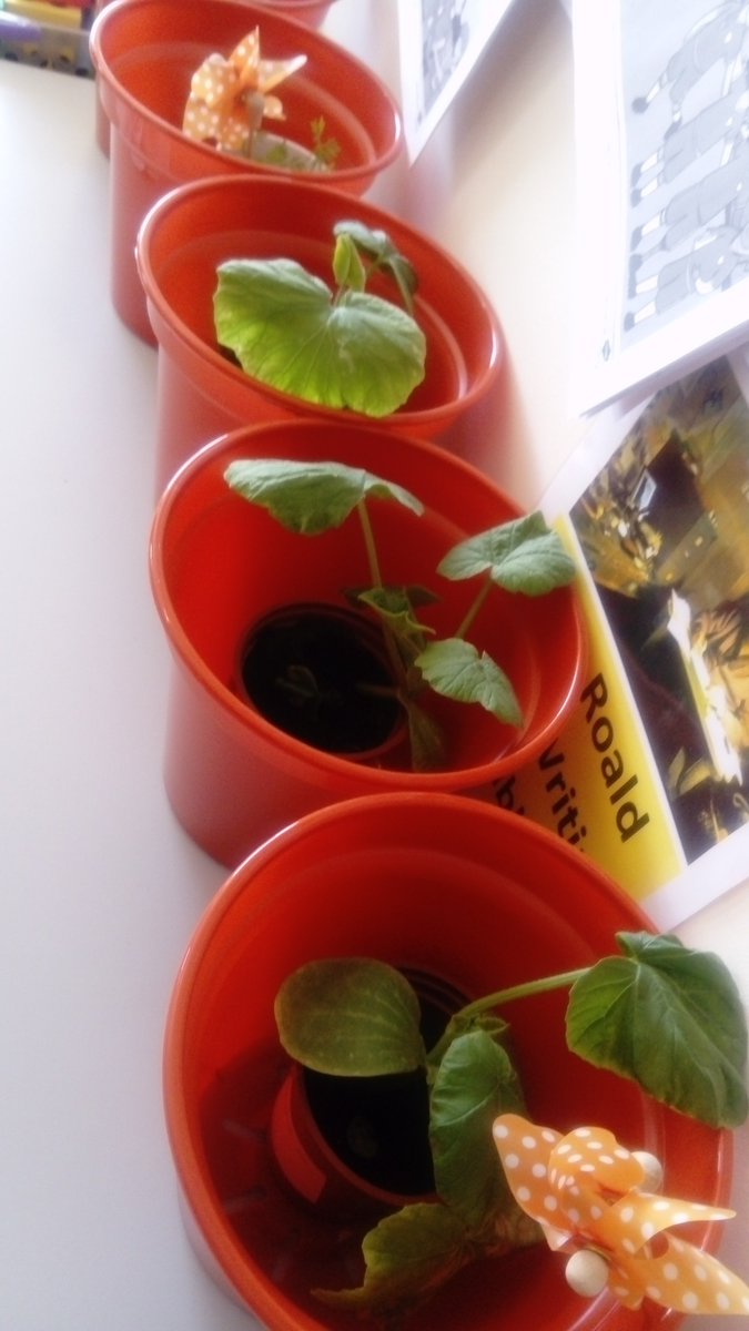 GreenFlag_5's tweet photo. They are ready to be planted into these bigger pots tomorrow! We have a selection of pumpkin, squash and carrots! #biggrow #innocent #msoconnellsclass #giy https://t.co/KpImbSjIZv