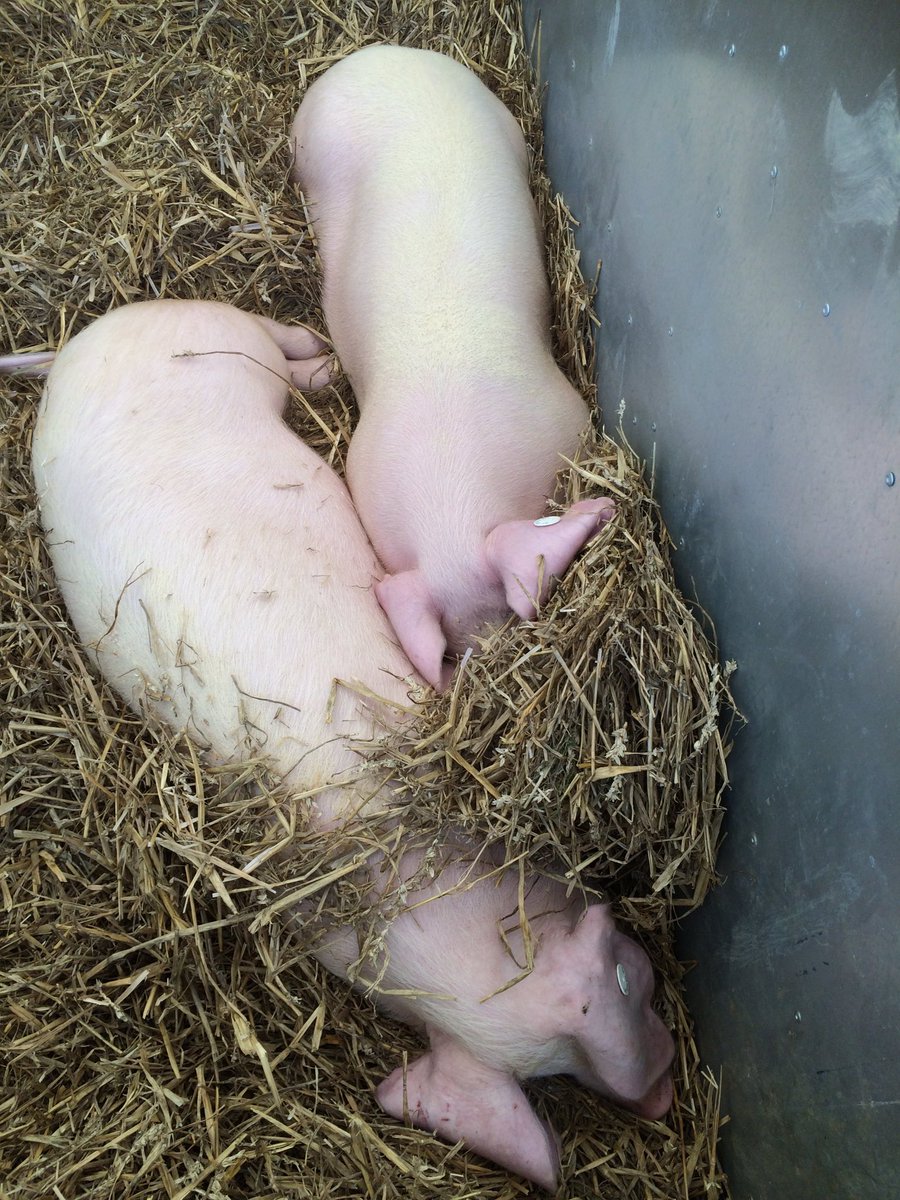 AthwennaIrons's tweet photo. It's a hard life showing yourself off at the @DevonCountyShow ππ΄ #DCS18 #DevonsBigDayOut #sleepypigs https://t.co/fjd5FhG28A