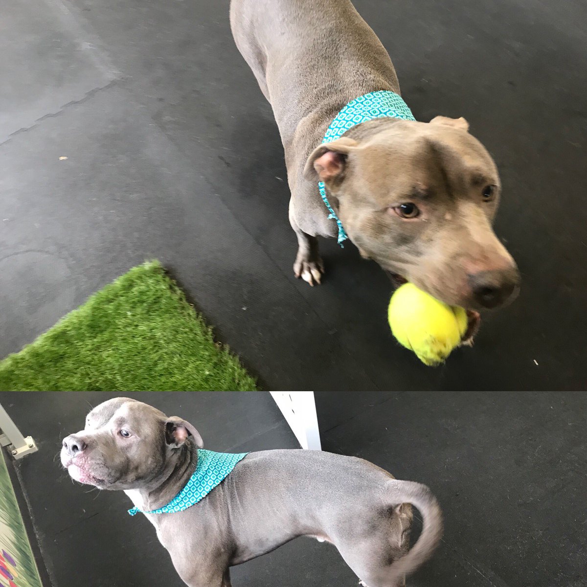 Leash N' Lather (leashnlather) Twitter