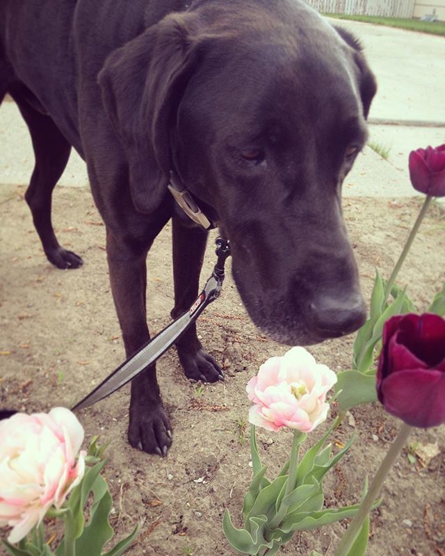 fibigsky's tweet photo. This week, Mr. FI and I have been taking time to stop and smell the roses during our work week (Tulips actually, but you get it). Taking breaks and just enjoying the outdoors does wonders for the mind. https://t.co/4s0fJdmRxz https://t.co/MhZO2quOPV