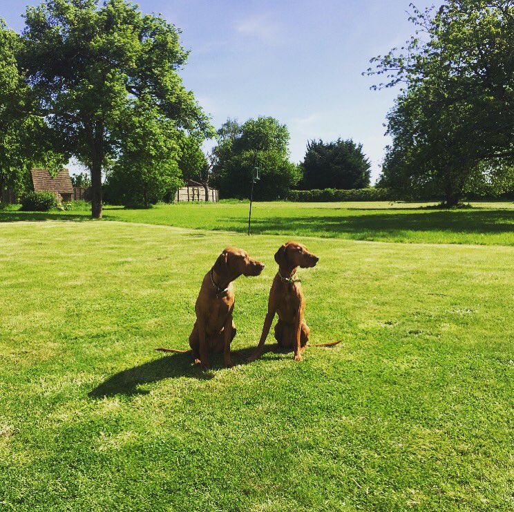 GardeningDs's tweet photo. Lawn being cut in Winhmore Hill with the dogs 🐶. Contact us if your lawn needs a cut in the Bucks area😀. 📩- dsgardening1@gmail.com 📞- 07801000025
#lawnmower #winchmorehill #Buckinghamshire #dogsoftwitter https://t.co/MvtbpwIuDv