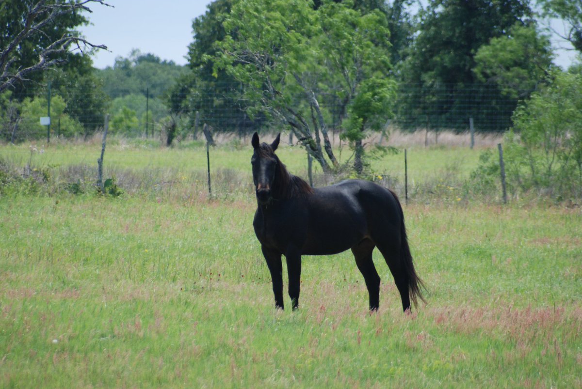 Apologies for unexpected absence &amp; missed issues. Put down our 34 yr old horse. Made last weeks pain-free and happy for Jess as extreme old age took hold. A loyal companion for so many years - a gift of giving.  Greatly missed - Hearts ache. Magazine issues will resume soon.