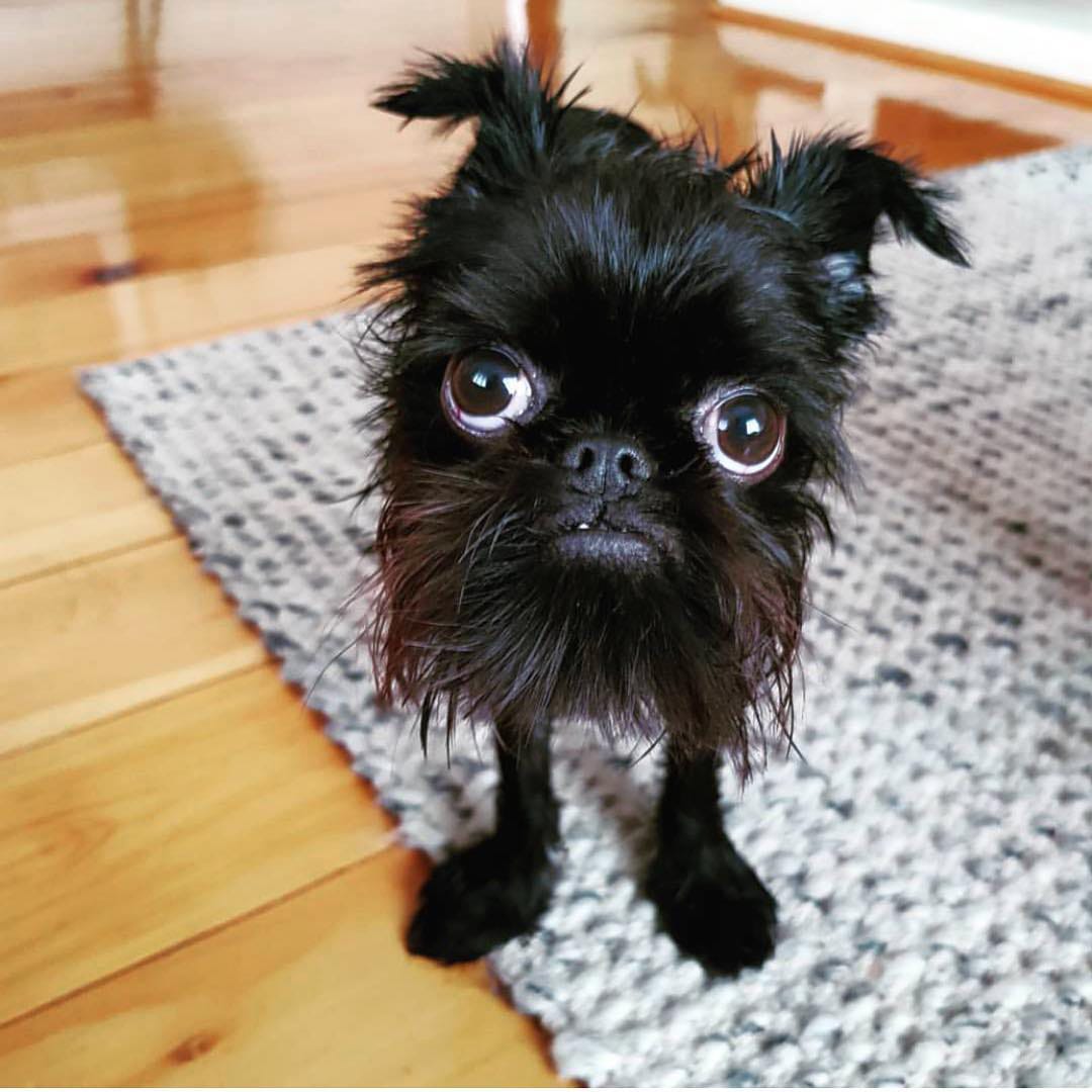 Hoje eu to só esse filhote de yorkshire misturado com poodle com pequines com pinscher com gamba