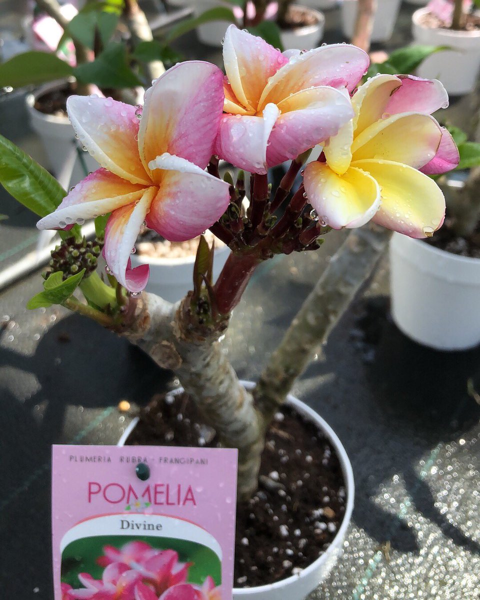 GCollectP's tweet image. Nu verkrijgbaar bij Green Collect Sales &amp;gt; Plumeria🌿🌸 Kijk voor potmaten en prijzen op @FloraXchange #Plumeria #Plants