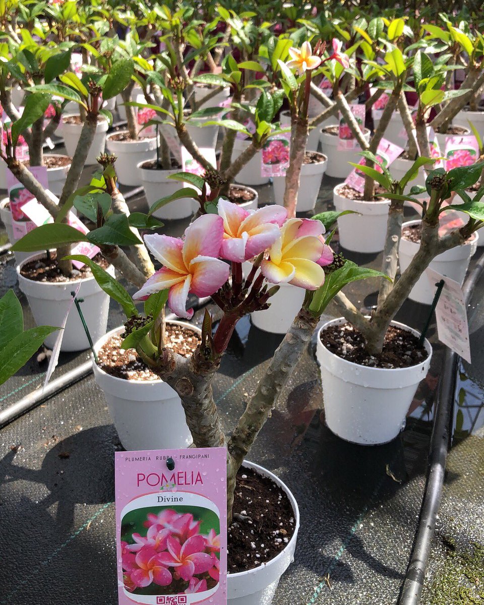 GCollectP's tweet image. Nu verkrijgbaar bij Green Collect Sales &amp;gt; Plumeria🌿🌸 Kijk voor potmaten en prijzen op @FloraXchange #Plumeria #Plants