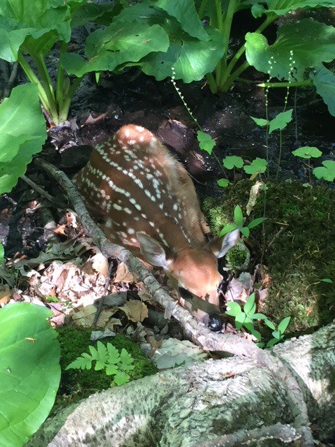 Look what our students "spotted" today while hiking through the woods during our Wild Edibles class. #natureisawesome