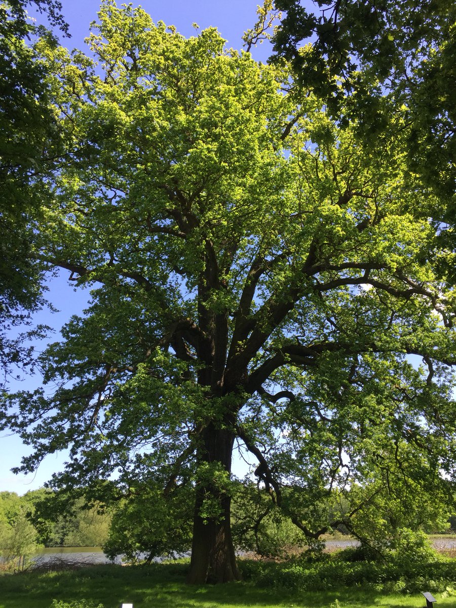 gailashton's tweet image. I call this tree ‘The Boss’.

#shelloak #hatfieldforest #oaktree 

@HatfieldForest @East_England_NT @WoodlandTrust