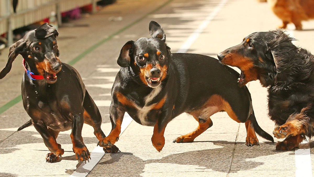 Woman killed after being attacked by pack of dachshunds. You read that correctly. bit.ly/2InN1ah?utm_so… https://t.co/UjBuCeSuWe