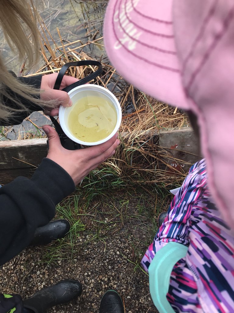 mrcoteclass's tweet photo. Paper birch was used as paper for the indigenous groups. We found jelly-like frog eggs and mosquito larvae! #wagnernaturalarea https://t.co/zEPoBM0rJx