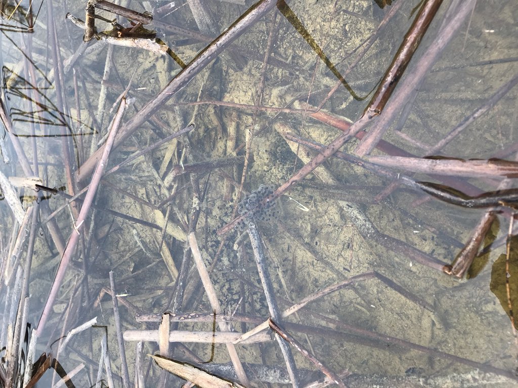 mrcoteclass's tweet photo. Paper birch was used as paper for the indigenous groups. We found jelly-like frog eggs and mosquito larvae! #wagnernaturalarea https://t.co/zEPoBM0rJx