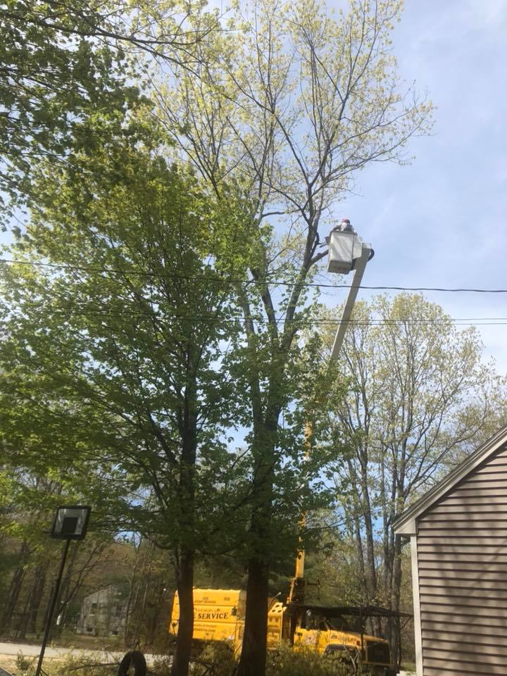jmarston66's tweet photo. One of today’s trees in Naples, Maine​. 

#treework #treeservice #arborist https://t.co/0cjFIQQqbM