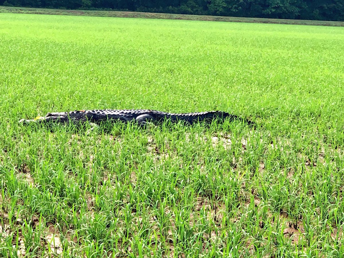 jimwhitaker68's tweet photo. Rice 2018 photo by @Ricewalker1 #hazardpay https://t.co/eQMCduF5b8