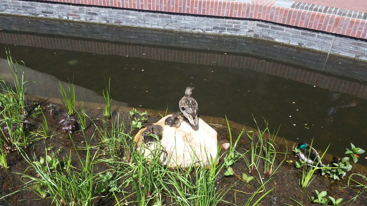 Naast goudvissen nu ook een eendenfamilie in de #jansbeek #Arnhem
