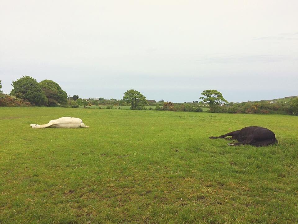 AEequestrian's tweet image. #ThrowbackThursday Misty &amp;amp; Spooks taking relaxation to a new level this time last year! #horses #equine #equestrian