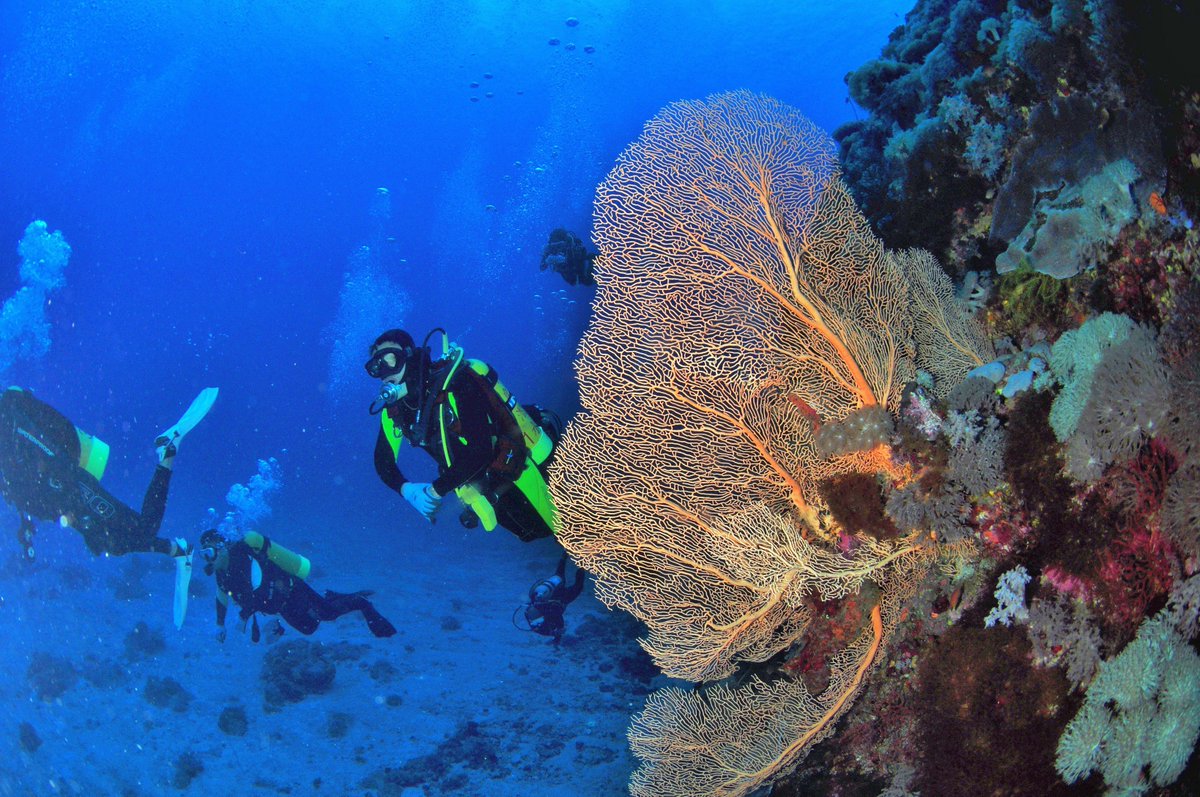 TripToTaiwan's tweet photo. Green Island has incredibly clear water and is definitely on the bucket list for snorkeling or diving enthusiasts. 
There is an abundance of coral reefs, tropical fish, as well as other colorful sea creatures.
#GreenIsland #scubadiving #oceanlove #nature #fish #amazing #Taiwan https://t.co/gLRZjqaqSC
