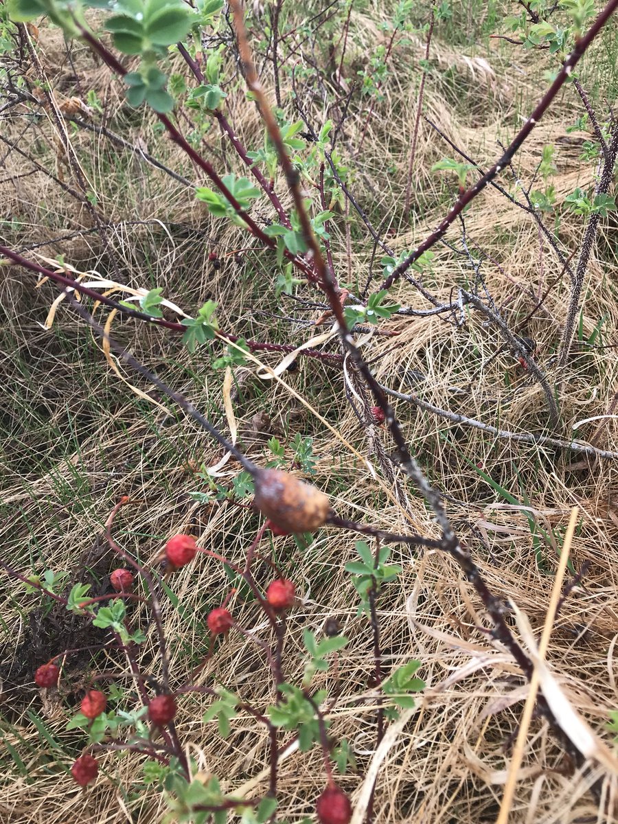 mrcoteclass's tweet photo. Parasitic bugs swell up the plant and other bugs will invade the parasitic bugs before they eat their way out and try to take their space! #wagnernaturalarea https://t.co/16hiCubOmC