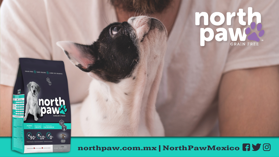 NorthPawMexico's tweet photo. Dale a tu cachorro el mejor comienzo posible; nutrición sólida y un impulso para el desarrollo en una fórmula altamente digestible #NorthPaw #LibreDeGranos https://t.co/eBNLIPm8GS https://t.co/kYZz85MwDS