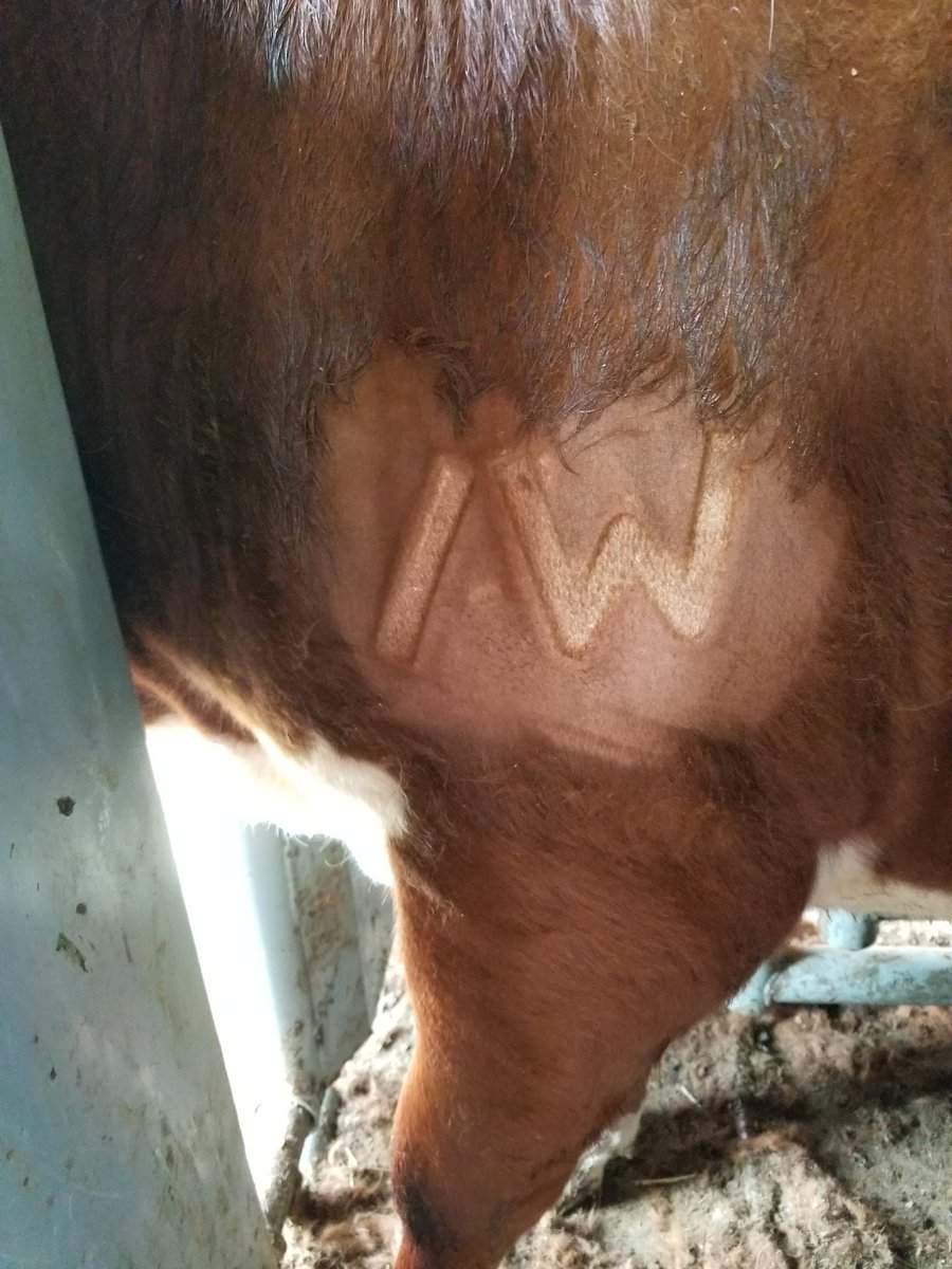 eric6356's tweet image. The /W is going on the Fall calves.
#Hereford
#BrandingdayinTN
